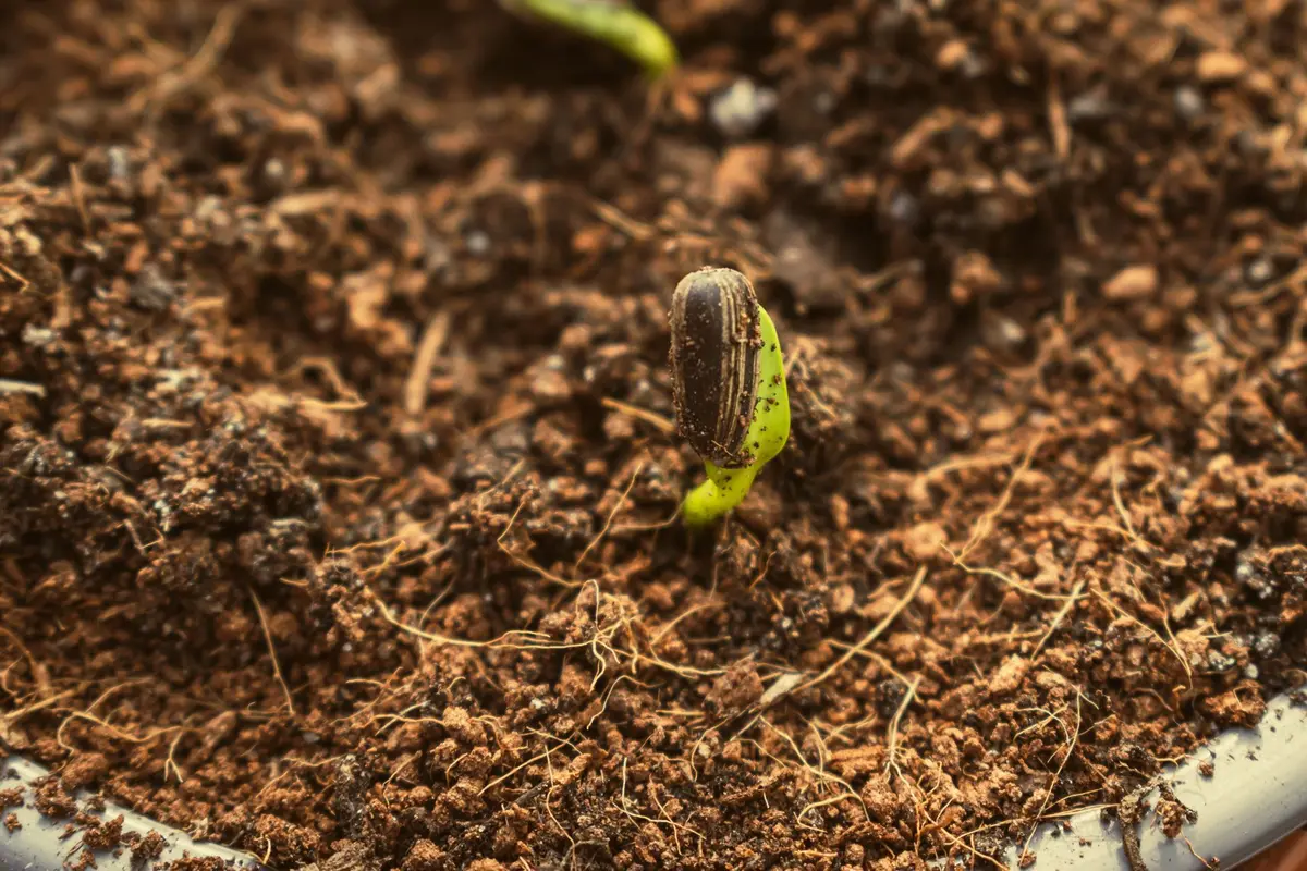Noyau de mangue en cours de germination avec une petite racine blanche visible