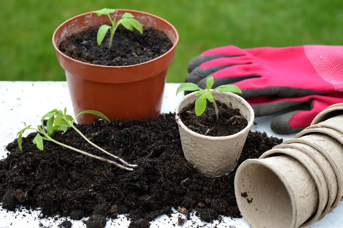 Plants de tomates repiqués en pleine terre prêts pour la première pulvérisation