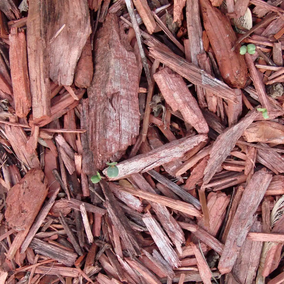 Paillage et compost autour de jeunes plants dans un potager en plein jour