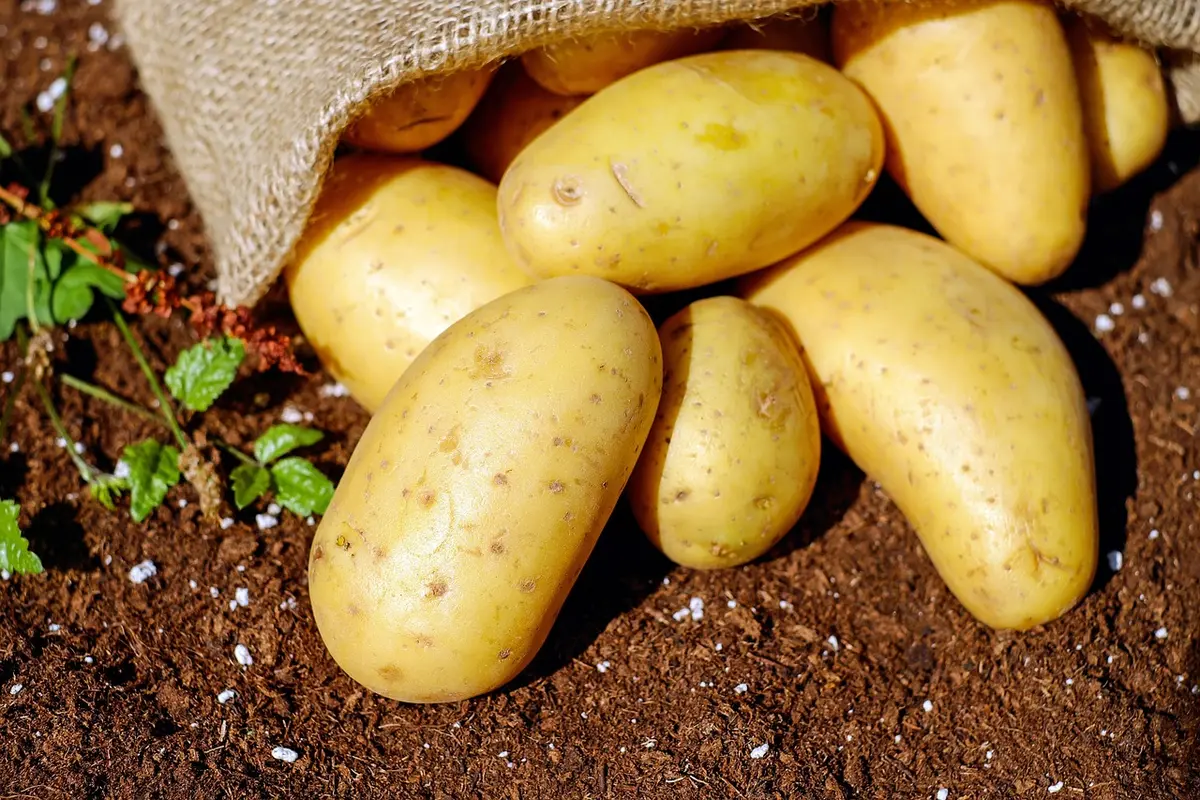 Slips de patate douce en phase de germination sur substrat humide
