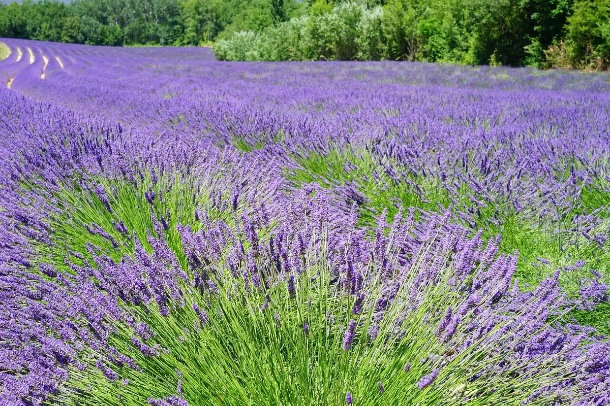 Lavande clairsemée avec centre dégarn i montrant besoin de taille
